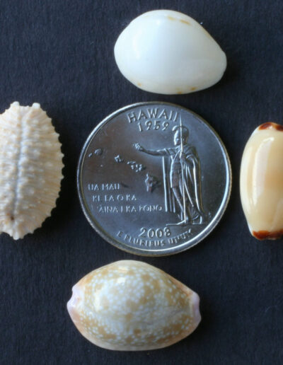 pōleholeho shells